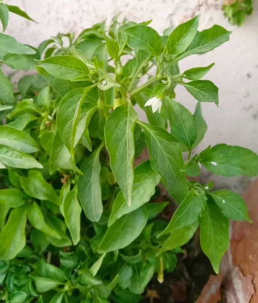 緑のチリやカプシウム フルートセンスの植物の葉 — ストック写真