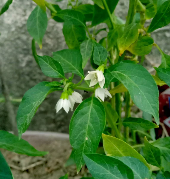Zielone Chili Biały Kwiat Lub Liście Roślin Capsicum Frutescens — Zdjęcie stockowe