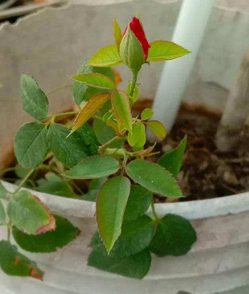 Rosa Lub Kwiat Róży Roślin Doniczce — Zdjęcie stockowe