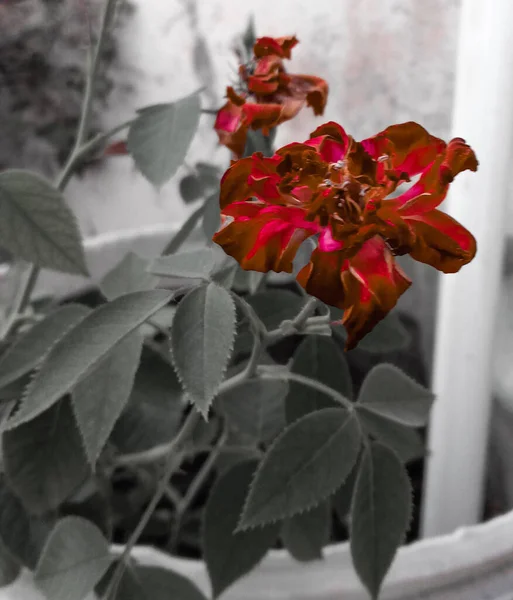 Dunkelbraun Rot Gefärbte Rosenblüte Und Grüne Blätter — Stockfoto