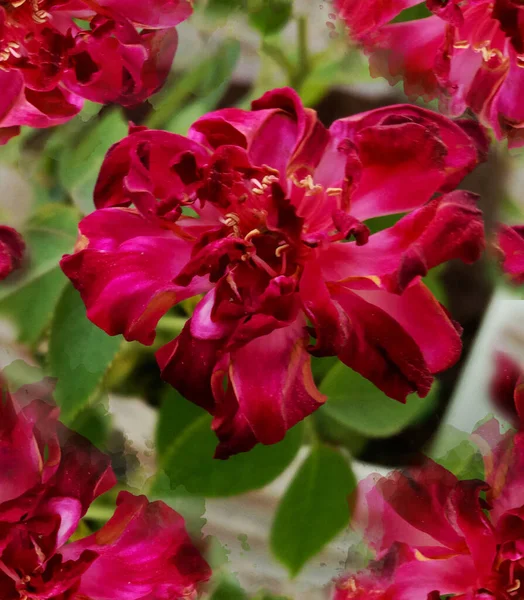 Dark Pink Colored Rosa Flower Seamless Pattern — Stockfoto