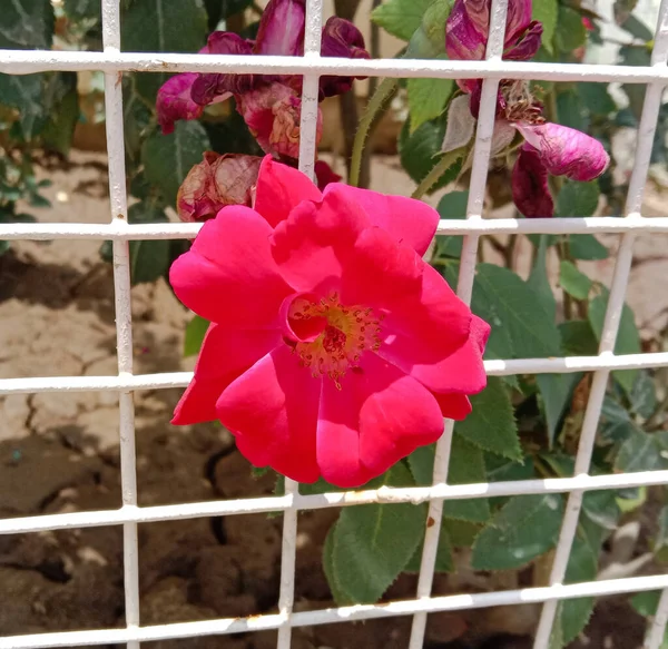 Pink Colored Dark Rose Flower Green Leaves — 스톡 사진