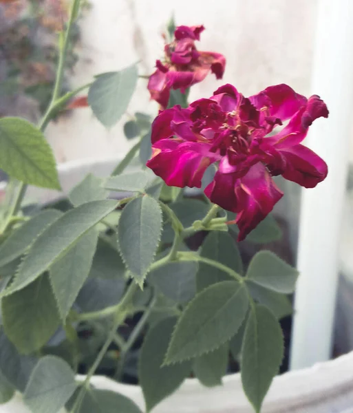 Dunkel Rani Rosa Gefärbte Rosenblüte Und Grüne Blätter — Stockfoto