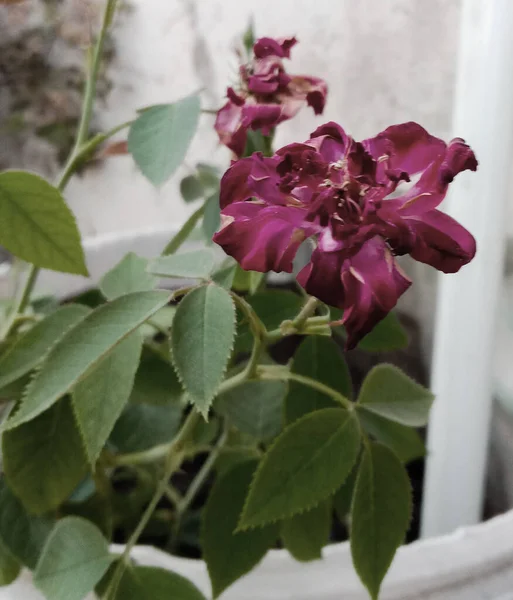 Lila Rosa Dunkel Gefärbte Rosenblüte Und Grüne Blätter — Stockfoto