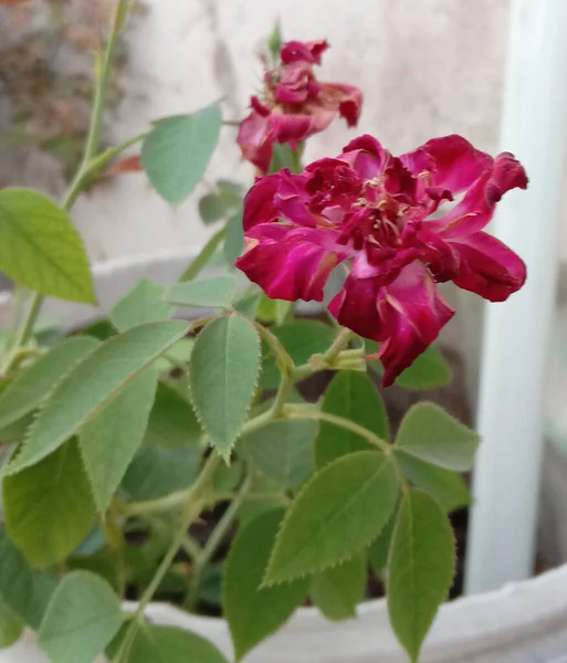 Pink Dark Colored Rose Flower Green Leaves — ストック写真