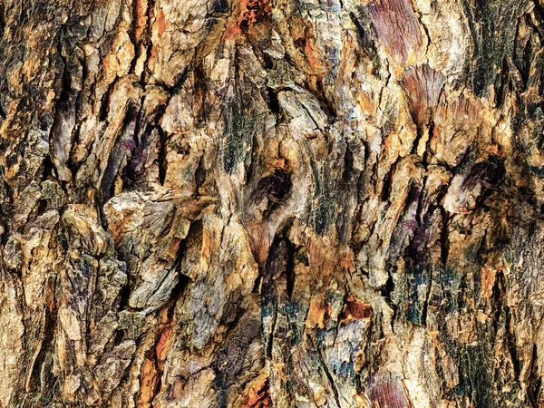 Dark Brown Color Rough Tree Stem Seamless Textur — Fotografia de Stock