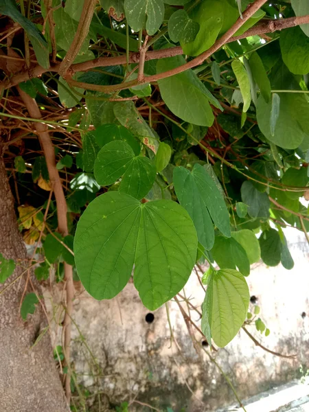 Bauhinia Racemosa Lub Liść Apta Lub Tło Drzewa Liściastego Bidi — Zdjęcie stockowe