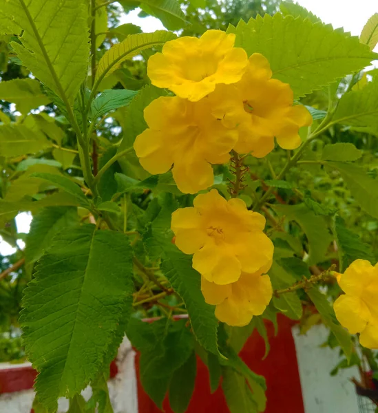 Tecoma Stans Piliya Fiore Foglie Pianta Cespuglio — Foto Stock