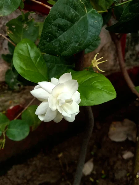 Weiße Farbe Jasminum Sambac Oder Mogra Oder Arabische Jasminblüte Und — Stockfoto