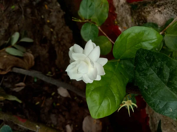 Jasminum Sambac Vagy Mogra Vagy Arab Jázmin Virág Hagyja — Stock Fotó