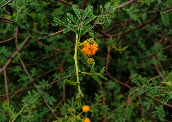 Medicinal Herb Vachellia Nilotica Gum Arabic Tree Babul Yellow Flower — Stok fotoğraf