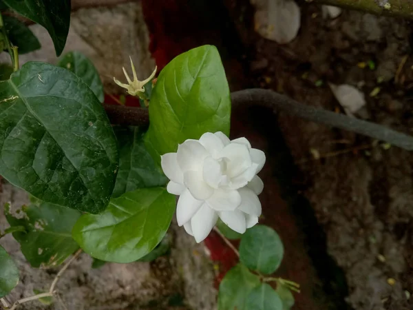 Jasminum Sambac Oder Mogra Oder Arabischer Jasmin Blume Und Blätter — Stockfoto