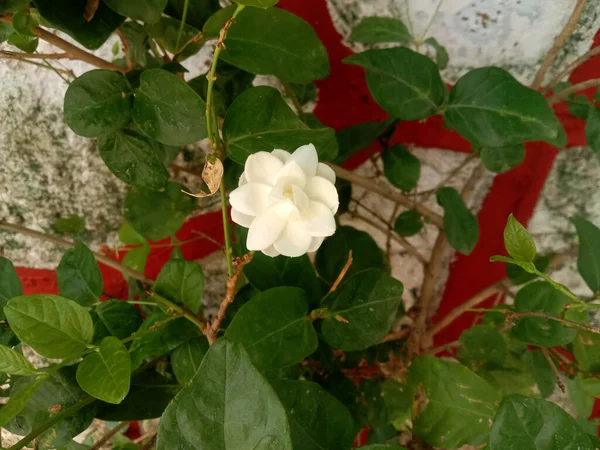 Mogra Arabian Jasmine Flower Leave — Stock Fotó
