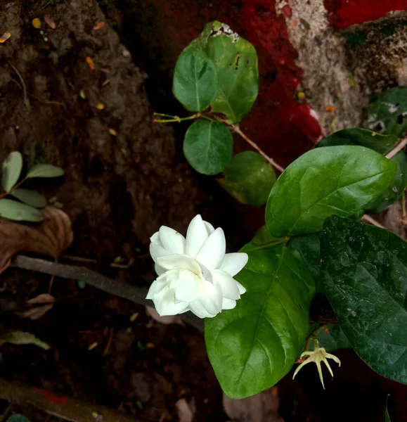 White Color Jasminum Sambac Mogra Arabian Jasmine Flower Leave — Stockfoto