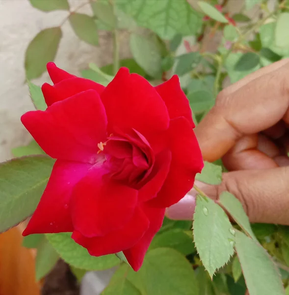 Single Rosa Patal Pink Color — Stock Fotó