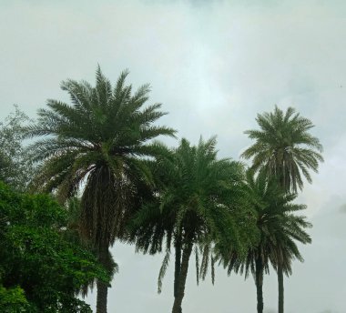 GREEN DATE TREEs and blue sky landscap