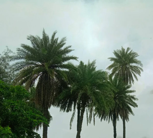 Green Date Trees Blue Sky Landscap — Stockfoto