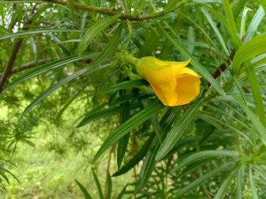 kaner or Cascabela thevetia flower and leaves  close up