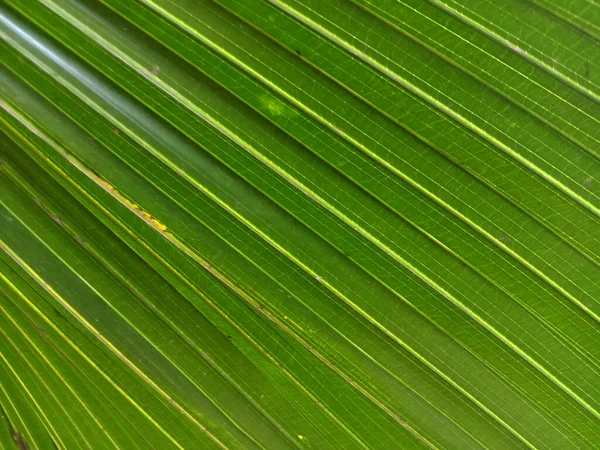 Green Veins Leaf Close — Photo