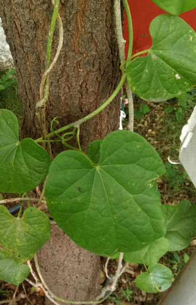 Medicinal Herb Tinospora Cordifolia Giloy Plant — Stock Fotó