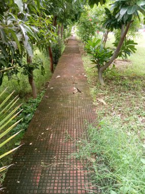 walk way in the park in udaipur city 