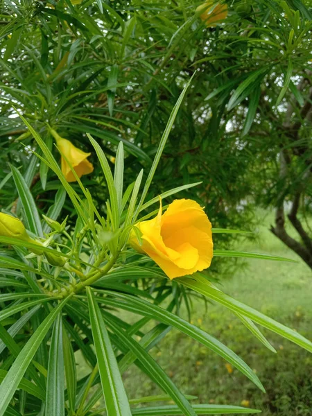 Yellow Kaner Cascabela Thevetia Flower Leaves Close — 图库照片