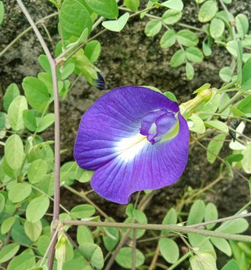 Shankhpuspi ya da konvolvulus pluricaulis çiçeği ve bırak.