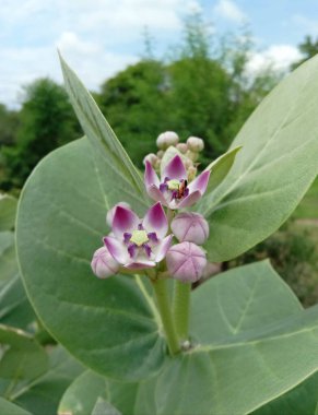 kalotropis dev çay ya da taç çiçeği planı