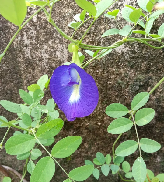 Cor Azul Shankhpuspi Convolvulus Pluricaulis Flor Deixar — Fotografia de Stock