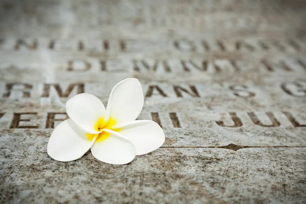 Vit blomma på gravstenar i gamla kyrkogården museum prasasti jakarta Indonesien — Stockfoto