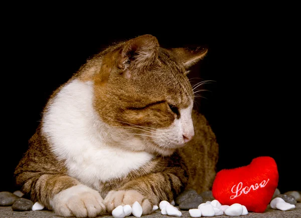 Gato olhando para o coração vermelho em forma de amor com fundo preto — Fotografia de Stock