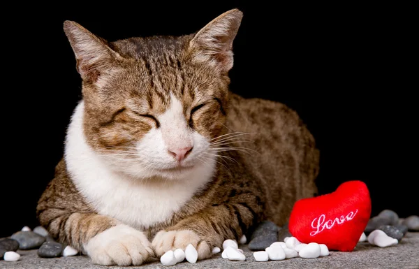 Cat with red heart shaped love — Stock Photo, Image
