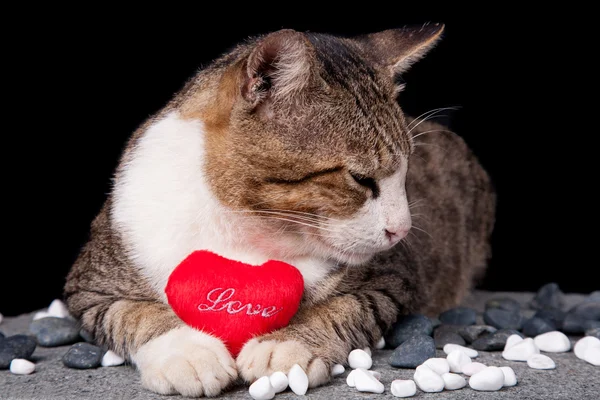 Gato sosteniendo corazón rojo en forma de amor con fondo negro — Foto de Stock