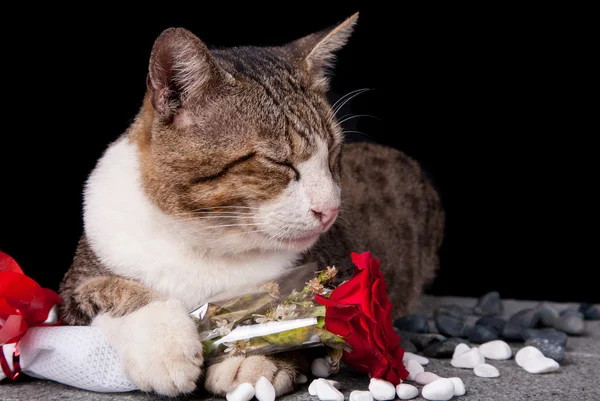 赤黒の背景とバラを持った猫 — ストック写真