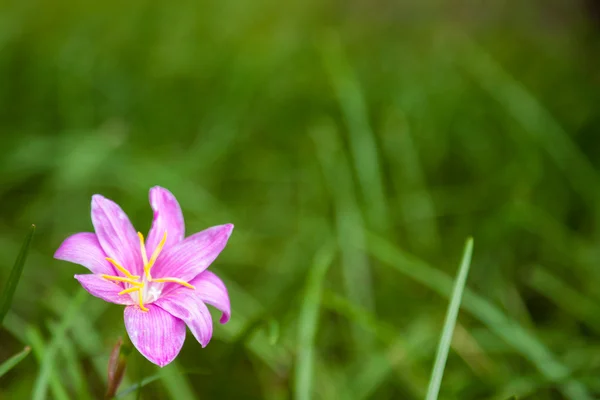 Viola fiore su sfondo erba verde — Foto Stock