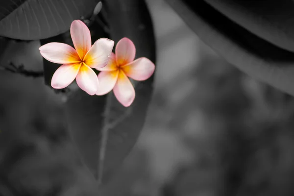 黒と白の背景に木の上のプルメリアの花 — ストック写真
