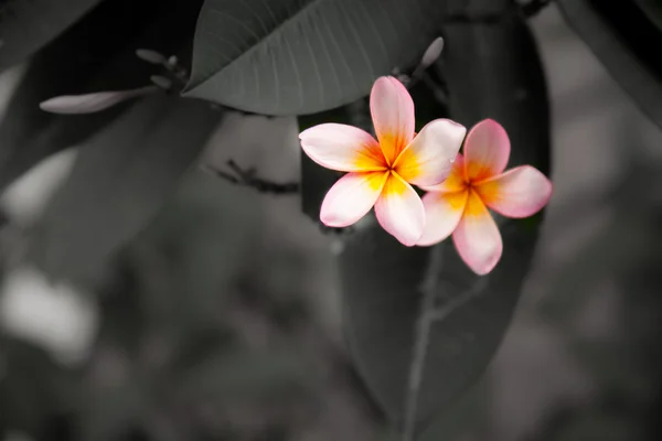 黒と白の背景に木の上のプルメリアの花 — ストック写真