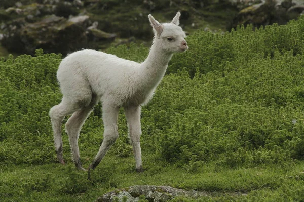 Alpaca Van Andes Peru — Stockfoto