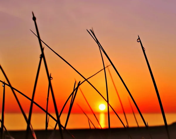 Dewdrops At Sunrise — Stock Photo, Image