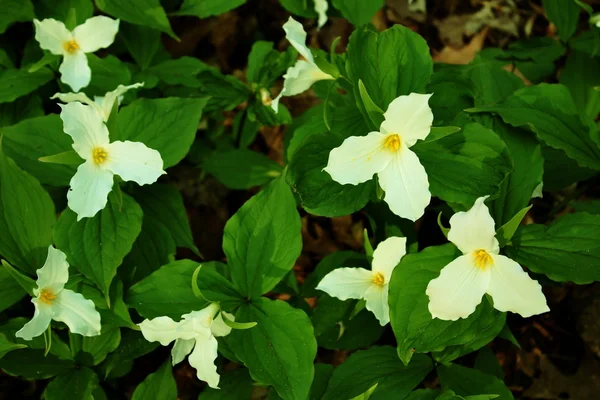 Sure Sign Of Spring — Stock Photo, Image