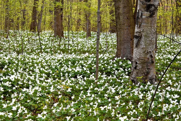 Signe sûr du printemps — Photo