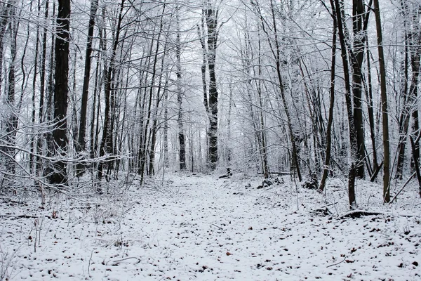 Promenade d'hiver paisible — Photo