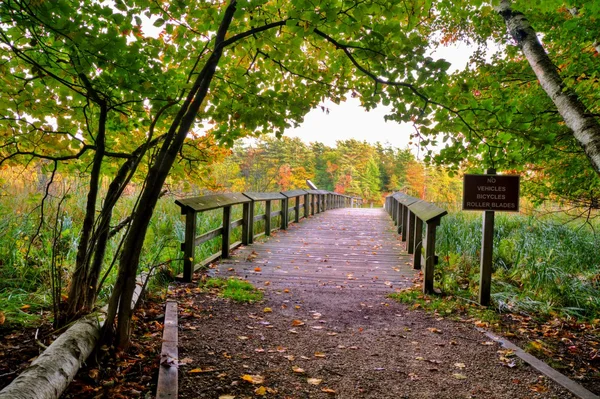 Boardwalk в лісі — стокове фото