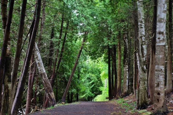 A Walk In The Woods — Stock Photo, Image