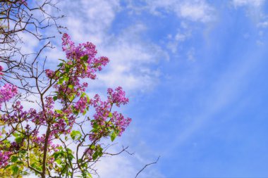 Japon kiraz çiçekleri