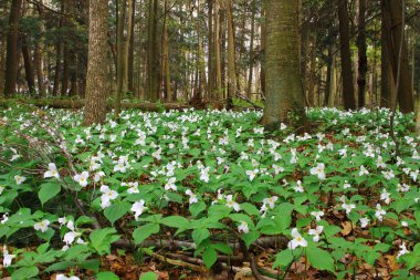 alan beyaz trillium