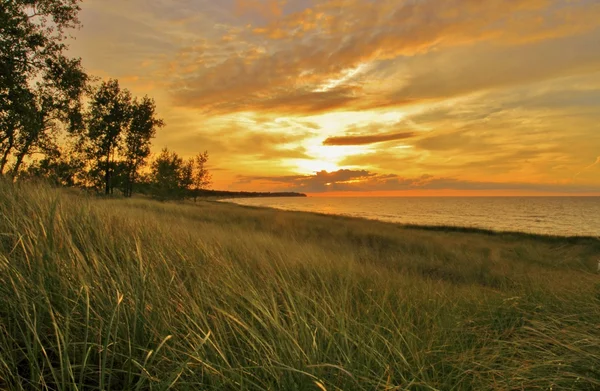 Zomer goud — Stockfoto