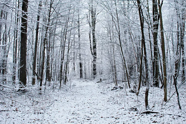 Zimní procházka — Stock fotografie