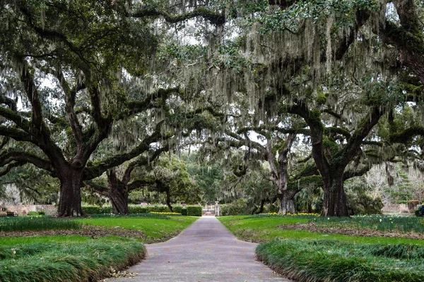 Carolina Spring — Stock Photo, Image