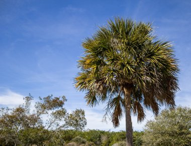 Güney carolina palmetto ağaç